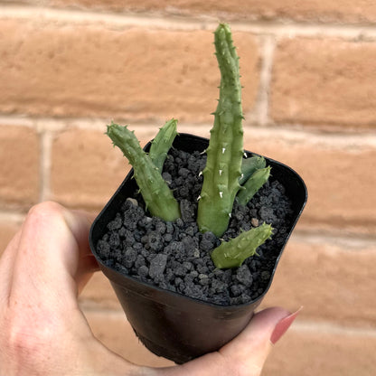 coarse sand succulent Black lava sand, coarse-grain horticultural grit – Pretty Ugly Things