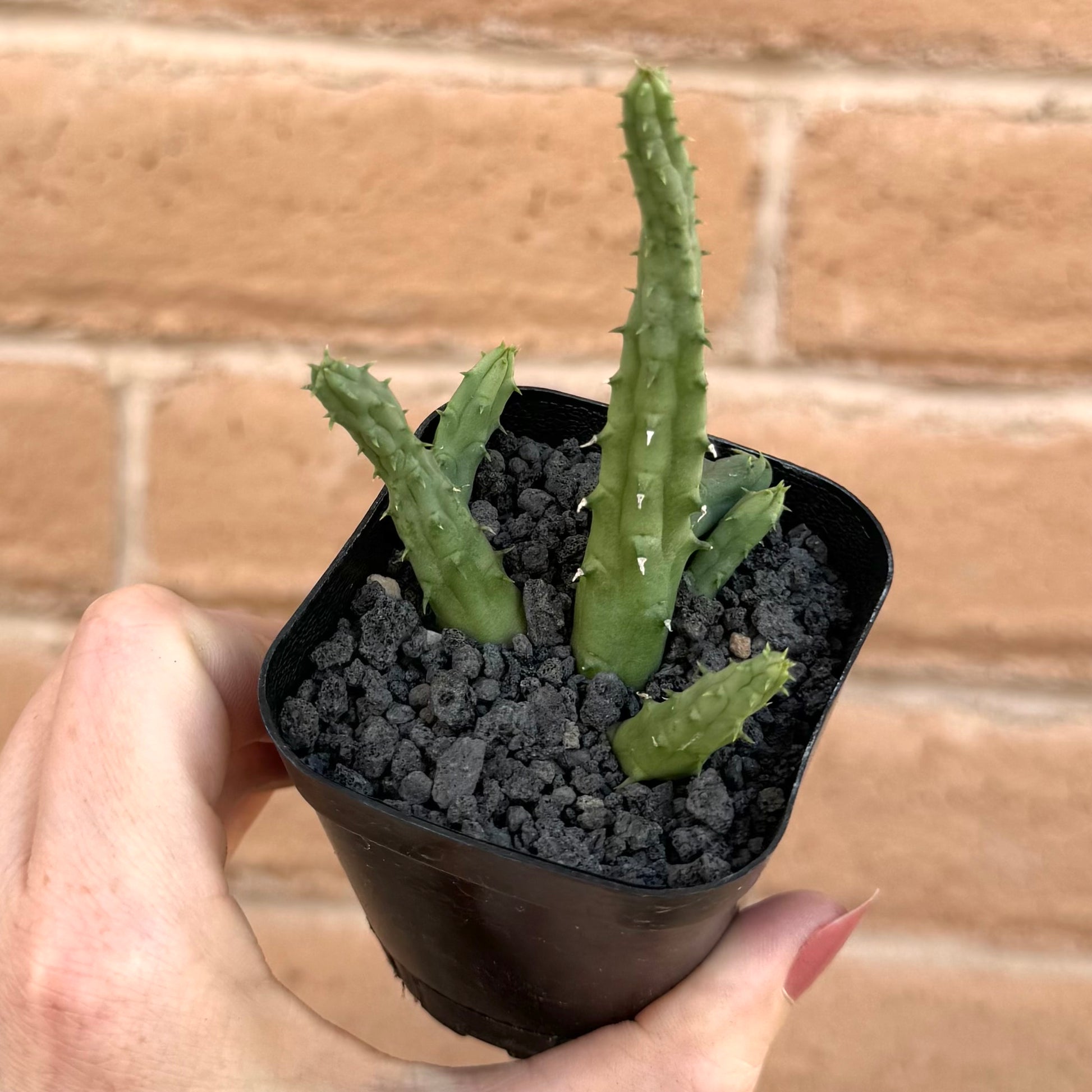 A huernia procumbens succulent in a small black two and a half inch pot with black lava top-dressing.