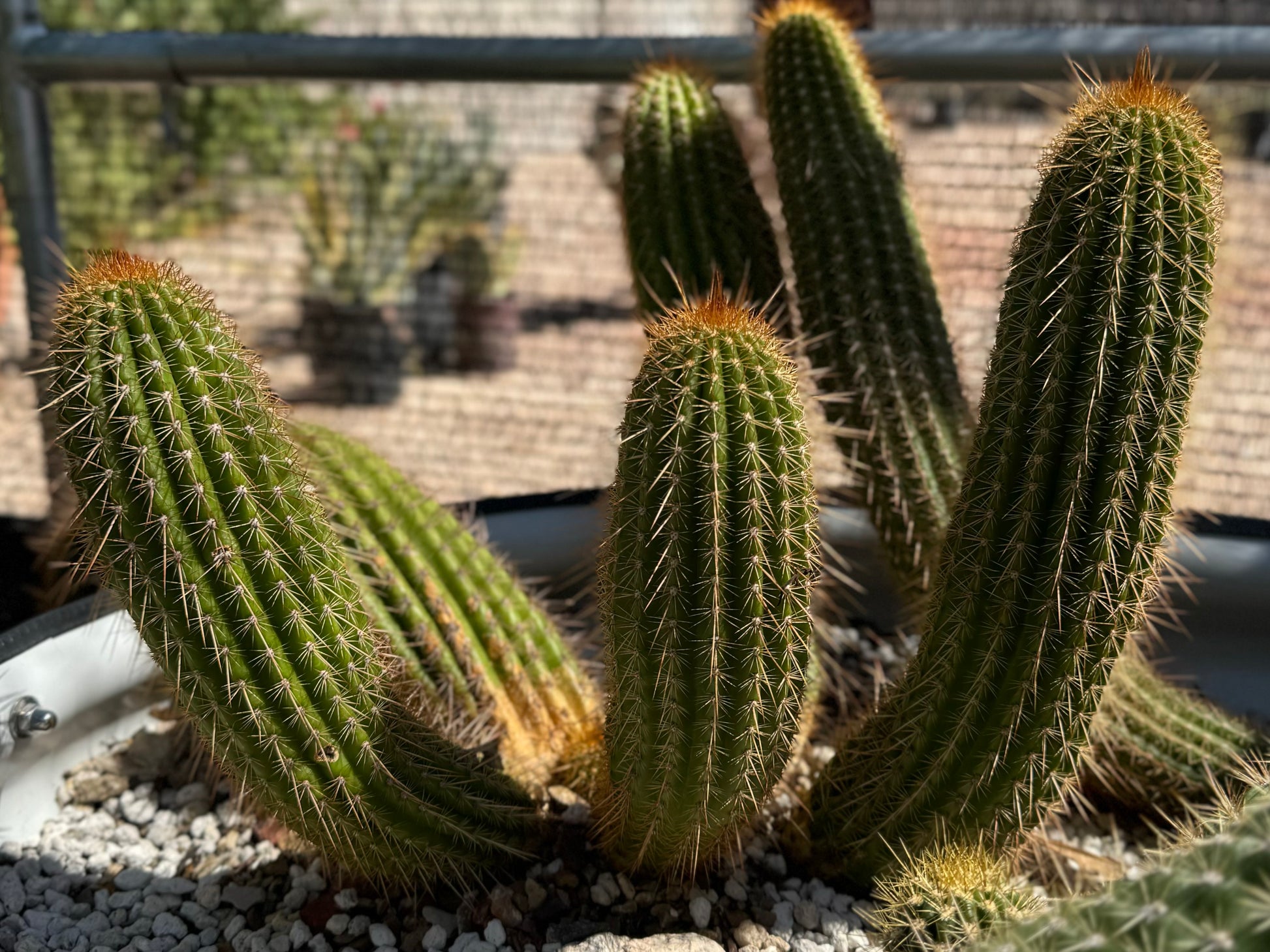 Several torch cacti in a planter, showing variations is cactus type. There are several stem of some more recumbent types. One has light brown spines, while the other cacti nearby have light yellow spines.