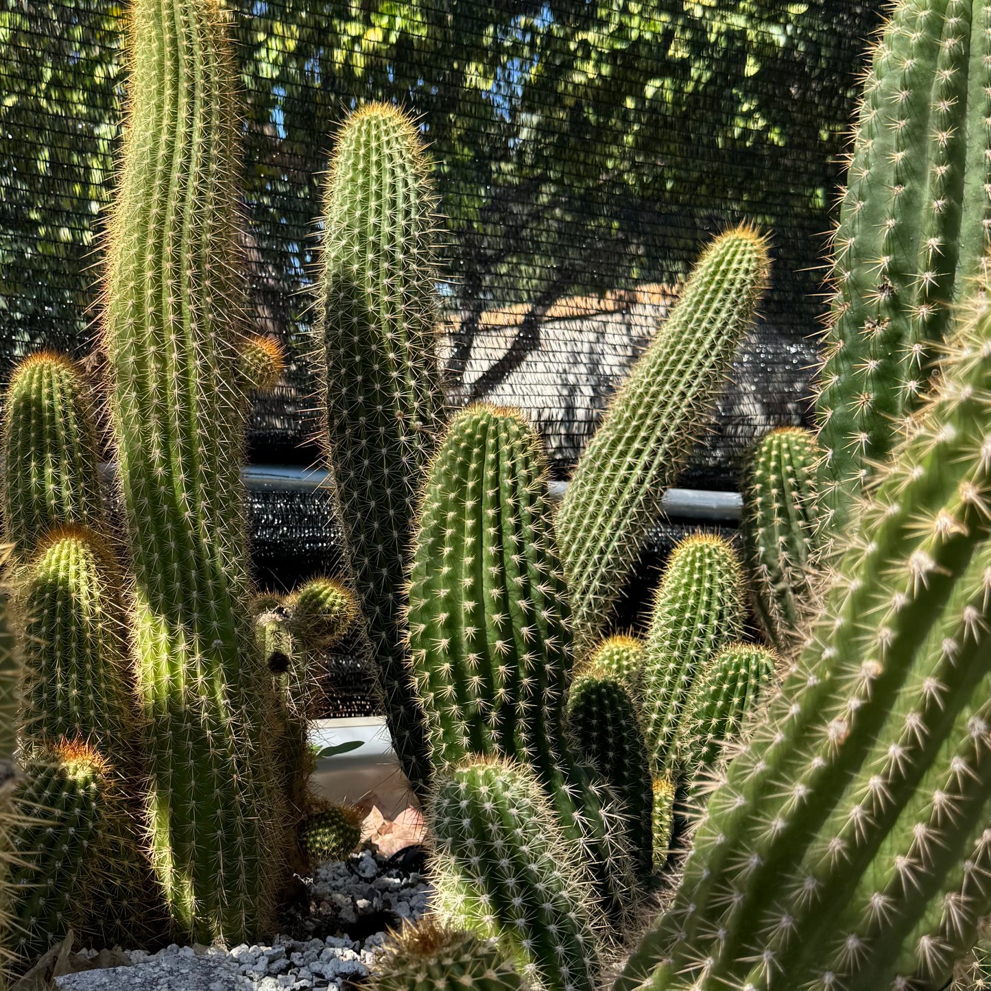 A low view looking through a planter full of torch cacti, with stems of different diameters. Some are tall and skinny and others fatter. They have green body color and spines down each rib. Some have long spines, others more medium-length.