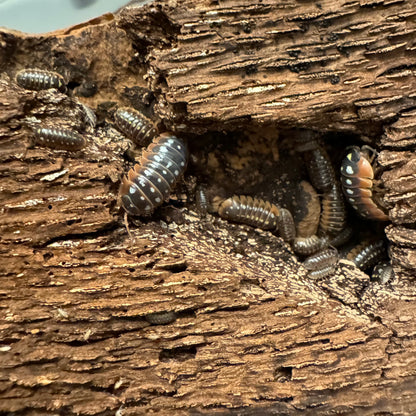 Several Montenegro Clown isopods of various ages in a hole in wood