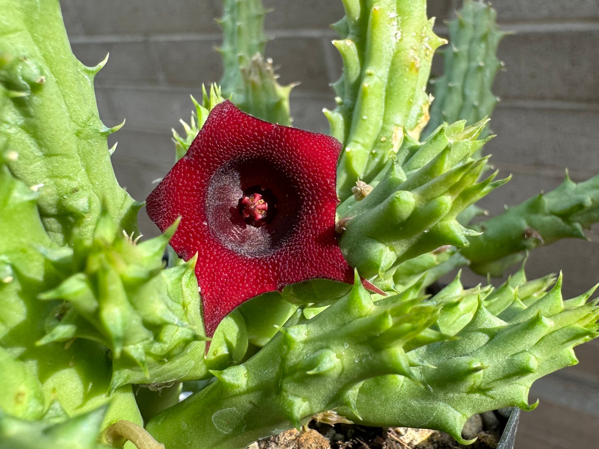 Detail of a flower on a stem instead of the base of the succulent. The flower is lined with small hairs.