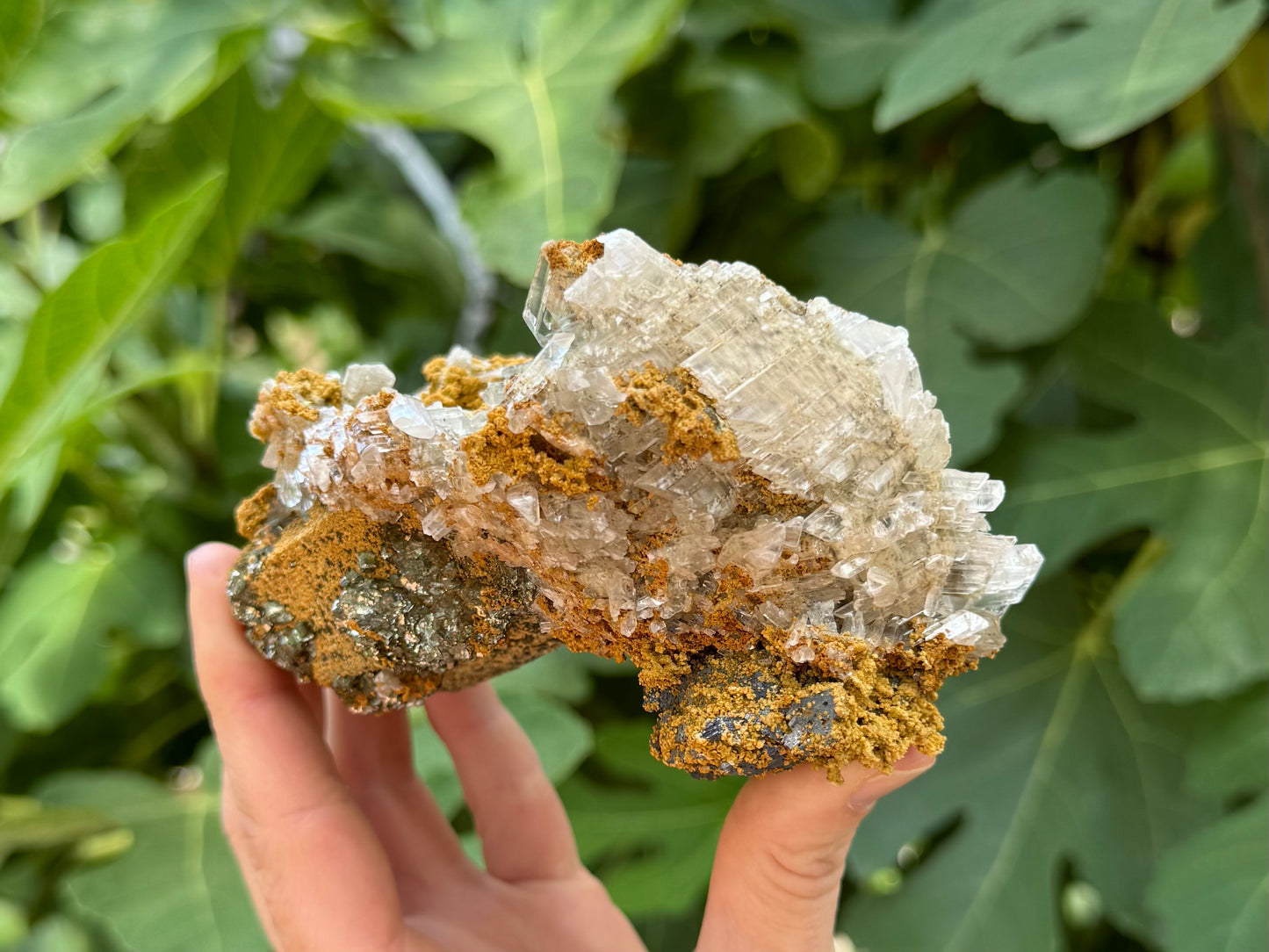 The back side of the piece held in indirect sunlight, the colorless selenite appearing almost white against golden siderite and shiny pyrite.