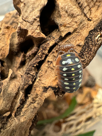 An adult and a baby Montenegro Clown isopod on cork.