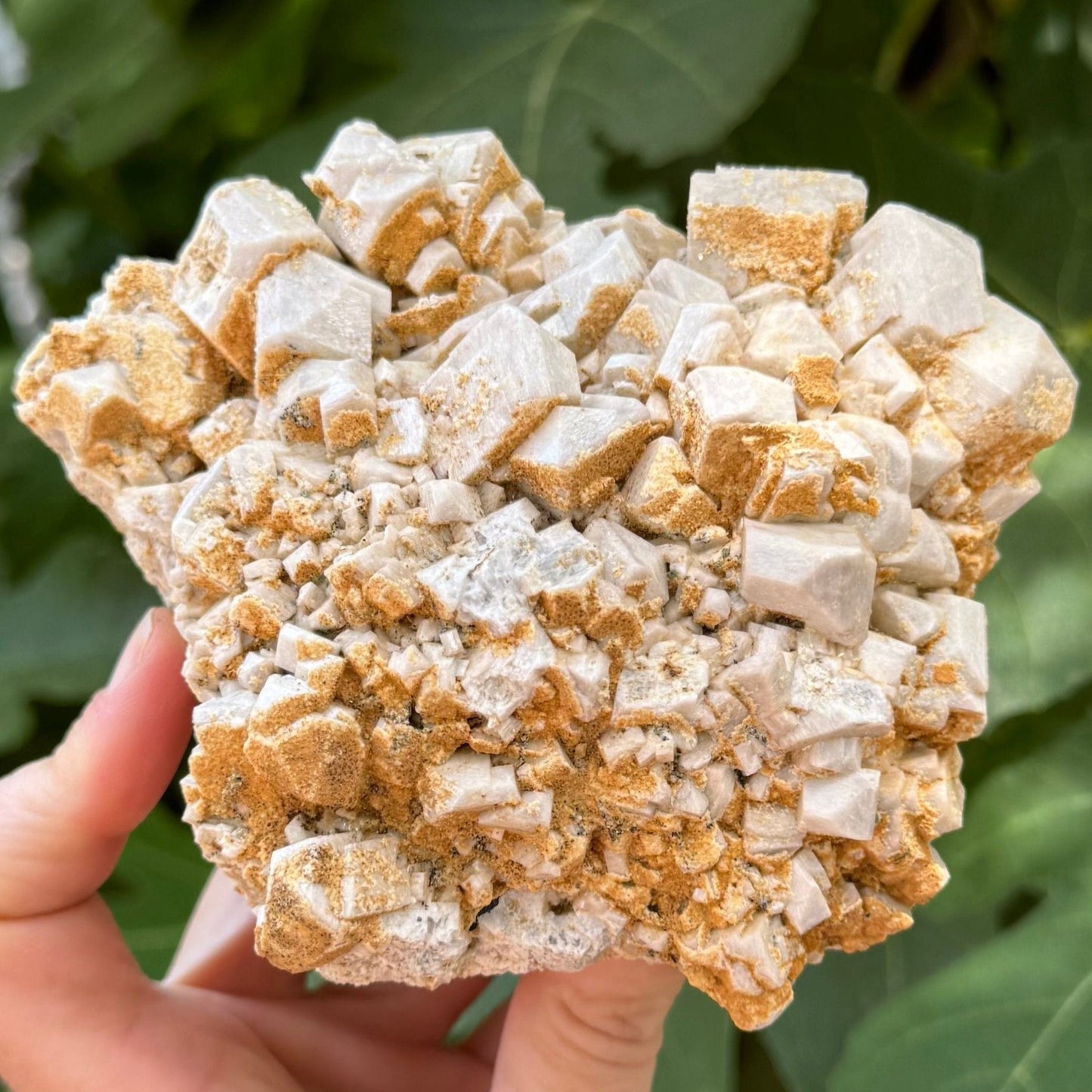 A microcline specimen held in a hand for scale, larger than the hand. It is white with blocky angular crystals, and a sandy coating on some.