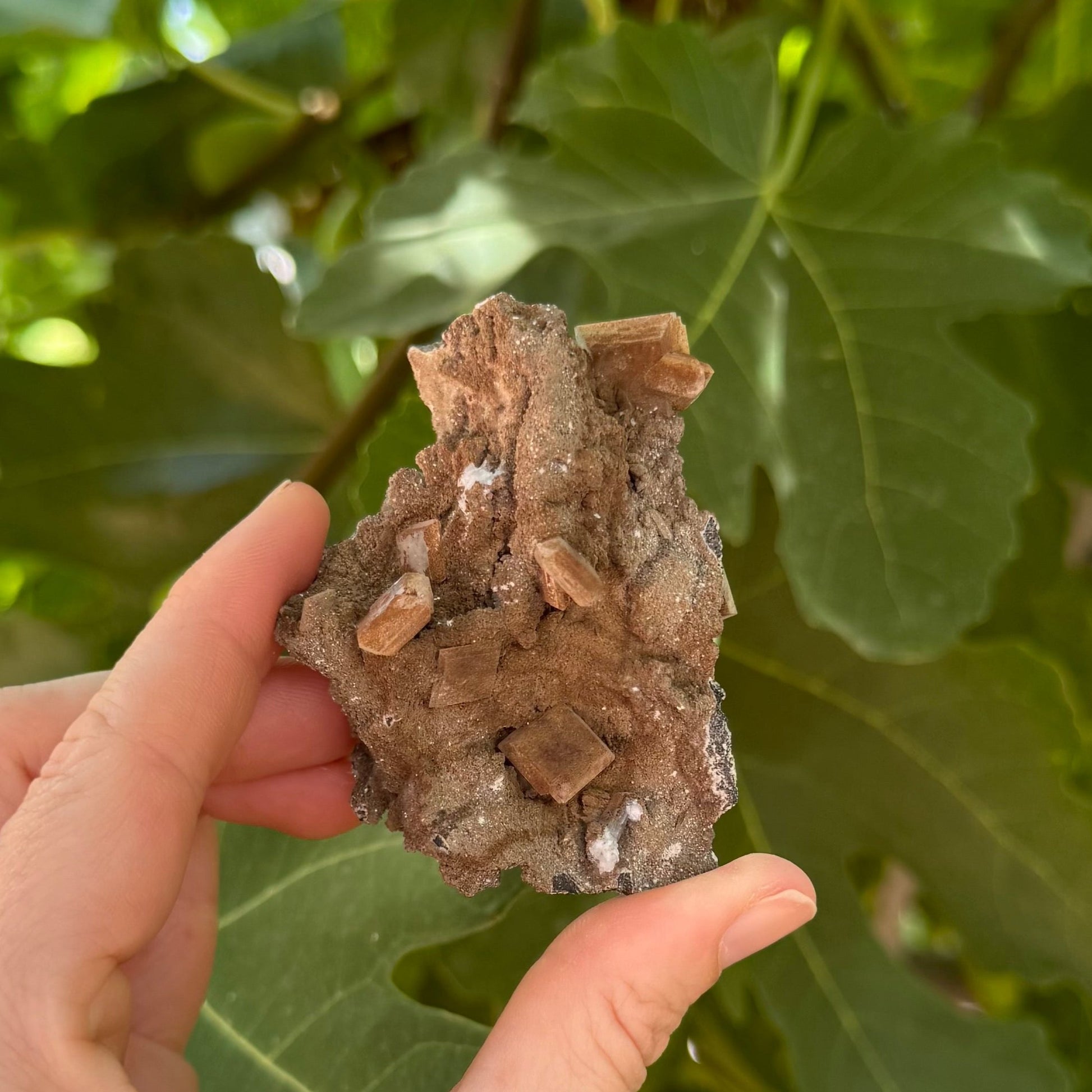 The specimen in indirect sunlight, with the coating of brown lizardite matte.