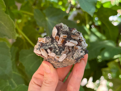 The piece held up on the thumb and fingers for scale, showing the specimen in indirect sunlight. The luster is matte, and the crystals look quite white and translucent.