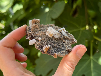 The specimen in indirect sunlight, showing the bright white translucency of the hydroxyapophyllite crystals, some with coffee-brown iron staining on the surface.