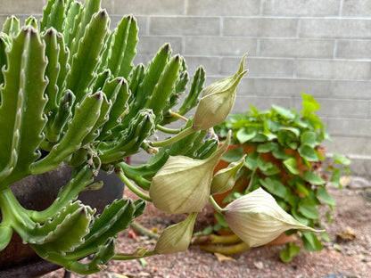 A Stapelia gigantea plant with upright green stems that are a dark purple at the tip, and hook-like soft spines up each side. It has several unopened buds, which are inflated like lanterns and have long twisted ends.