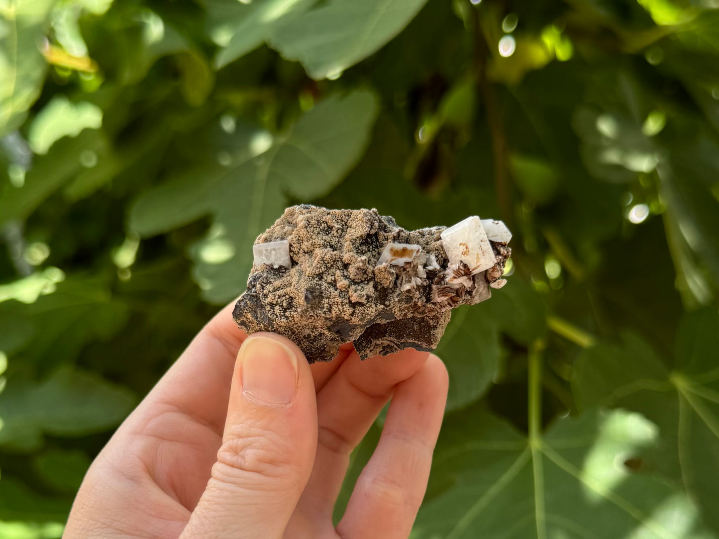 The piece held between thumb and finger for scale, with the white crystals bright in indirect sunlight. The luster of the matrix is matte.