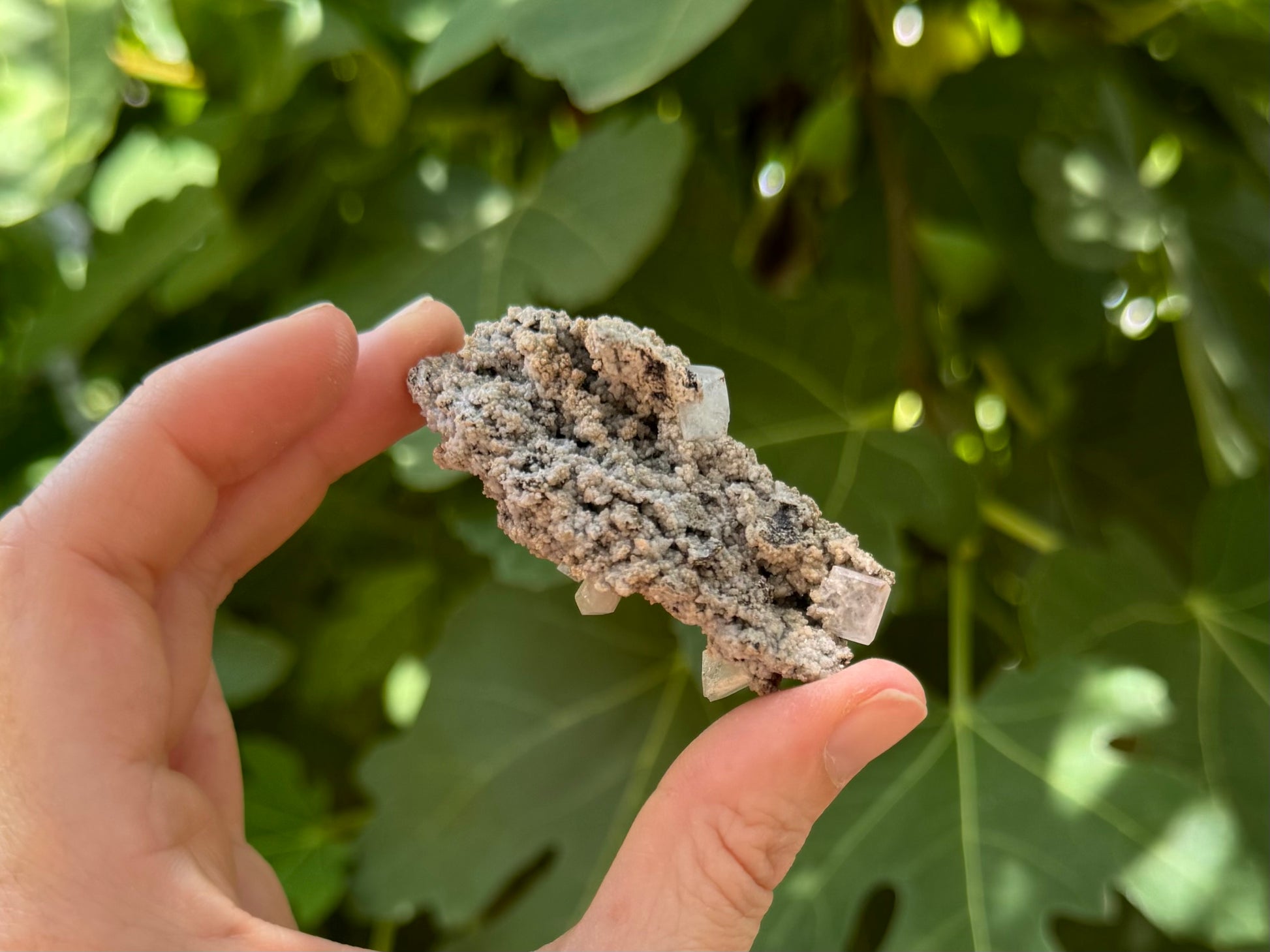 The back of the specimen in indirect sunlight, with crystals showing some translucency.