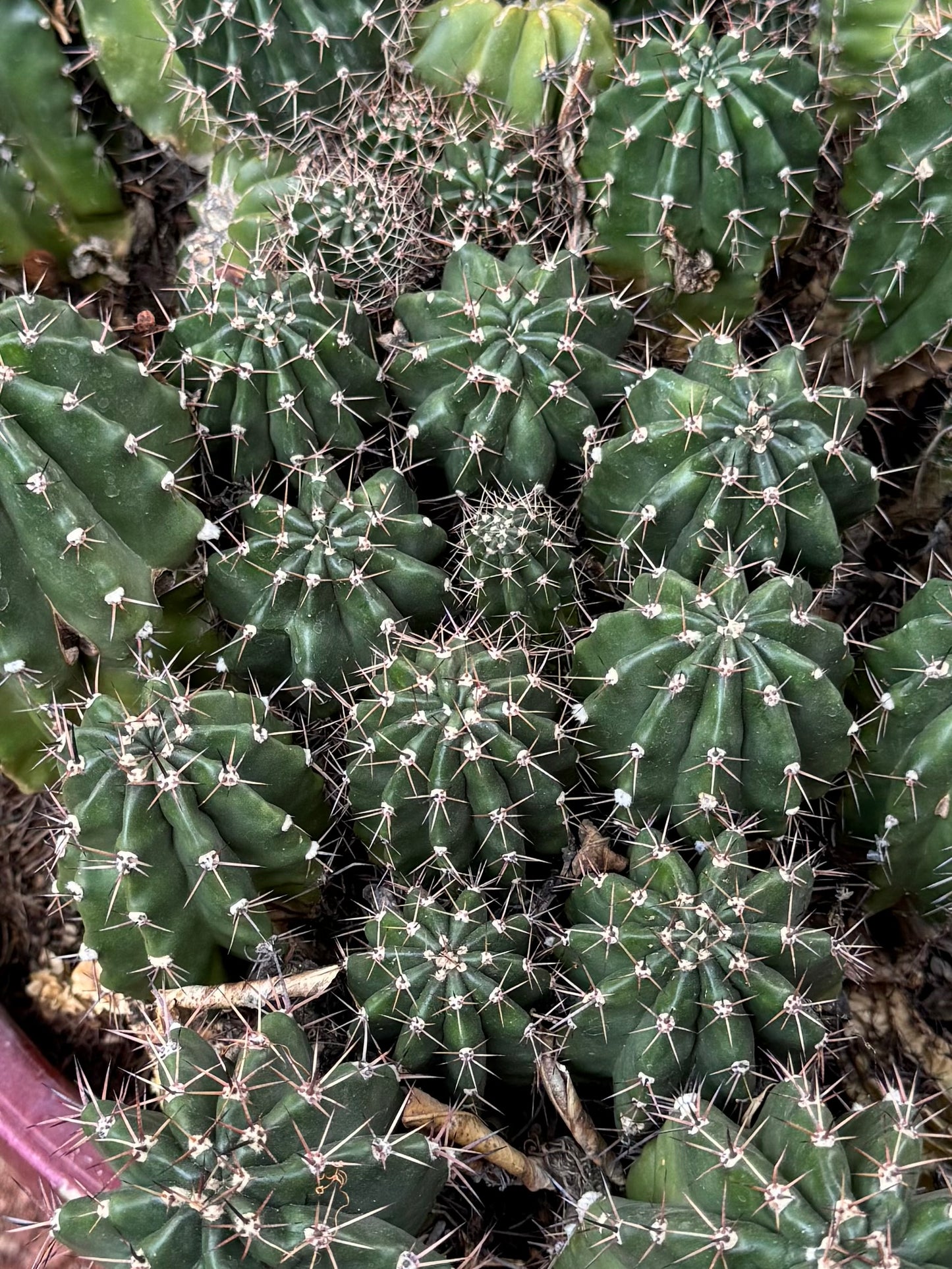 Detail of the cactus surface, with tightly-packed mounding round cacti of varying sizes.