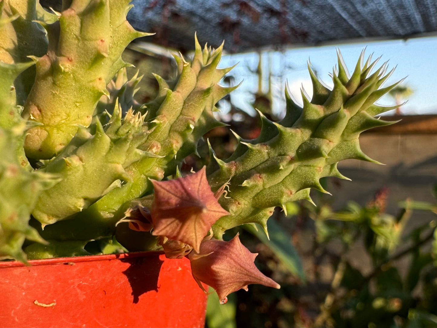 Buds on the succulent before opening, shaped like hexagonal lanterns with a long point.