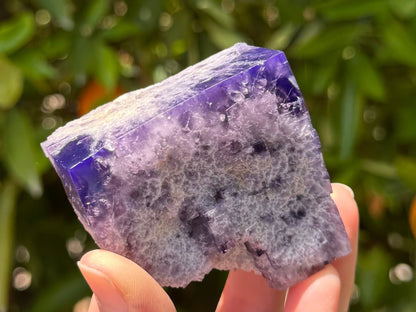 A specimen of cubic fluorite, a large partial cube with most of one face and about half of another. The piece is in sunlight and has a deep but vibrant indigo blue-purple color due to the daylight fluorescence, with contrasting white inclusions in lacy off-white patterns radiating from the center of the faces, obscuring internal clarity. The piece is held in a hand for scale, about palm-sized.
