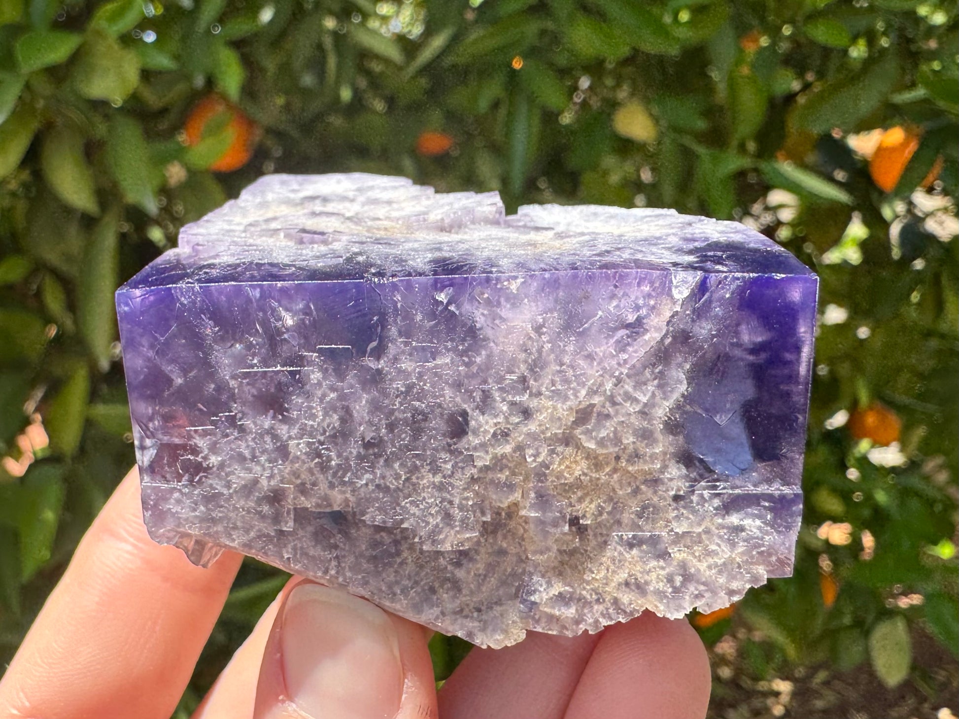 The side of the specimen with half of a square face, the edge between faces slightly curved. The specimen is in sunlight.