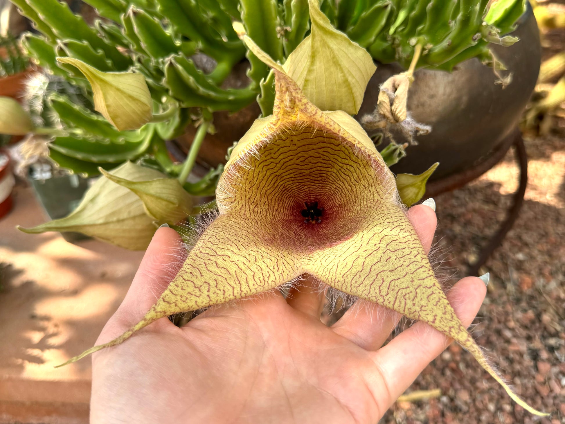 A gigantea flower opening, with two points of the star splayed out and the rest still twirled in a spiral at the end.