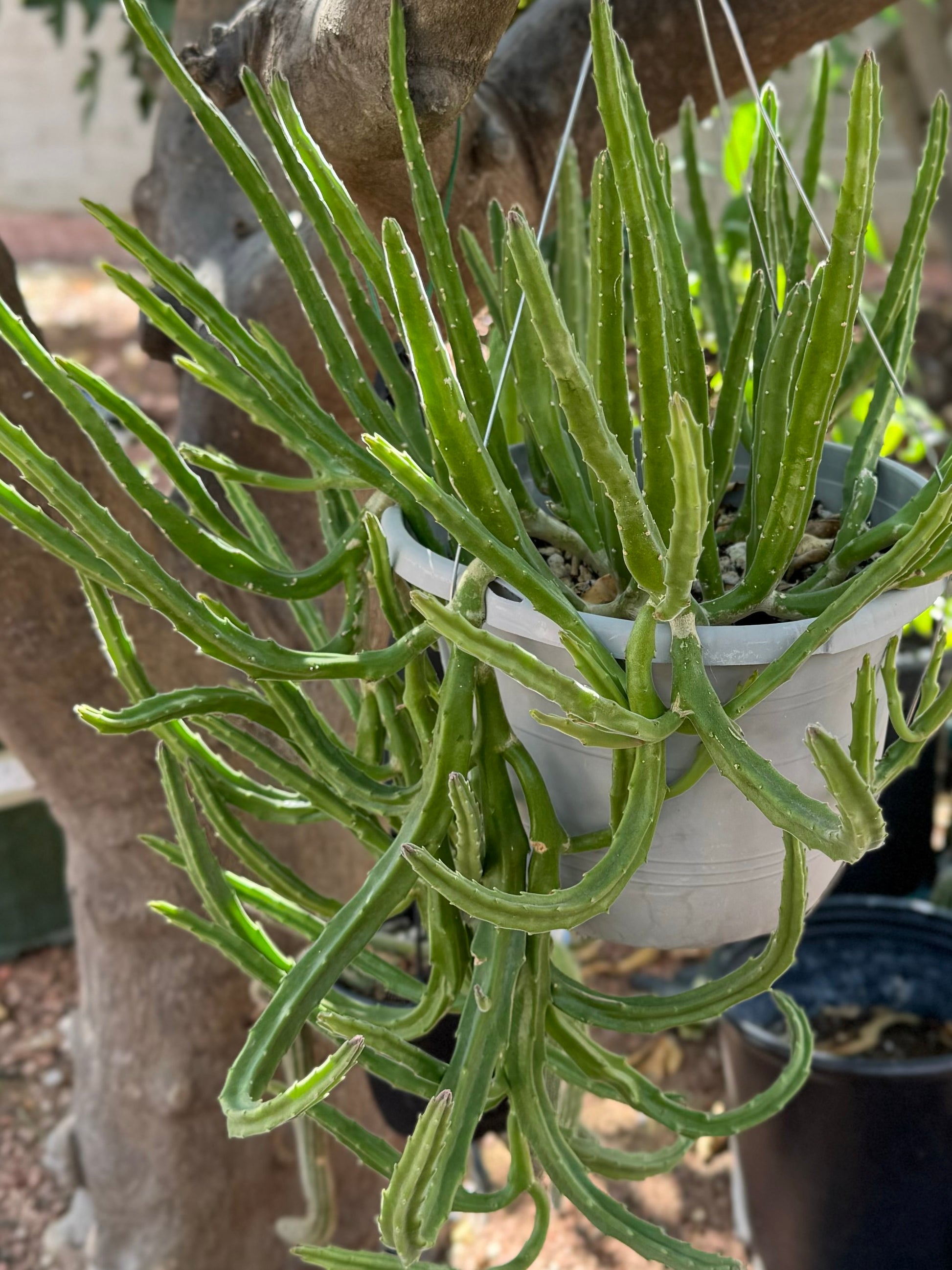 A mature leendertziae plant in a hanging basket, with slender tall stems and long hanging stems that curl up on the ends