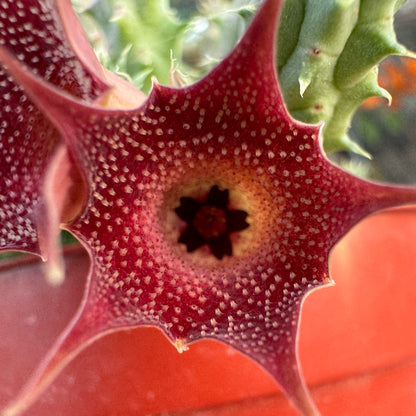 Close view of a pilansii flower, showing the small bumps on the surface are a cream color with red on the very tip. As the flower fades to cream in the center these red tips stand out as spots