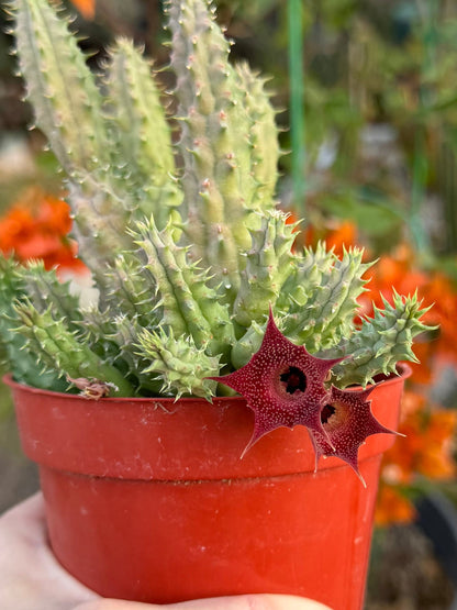 A huernia pilansii succulent in bloom, with light green spiky stems and two maroon-red star-shaped flowers.