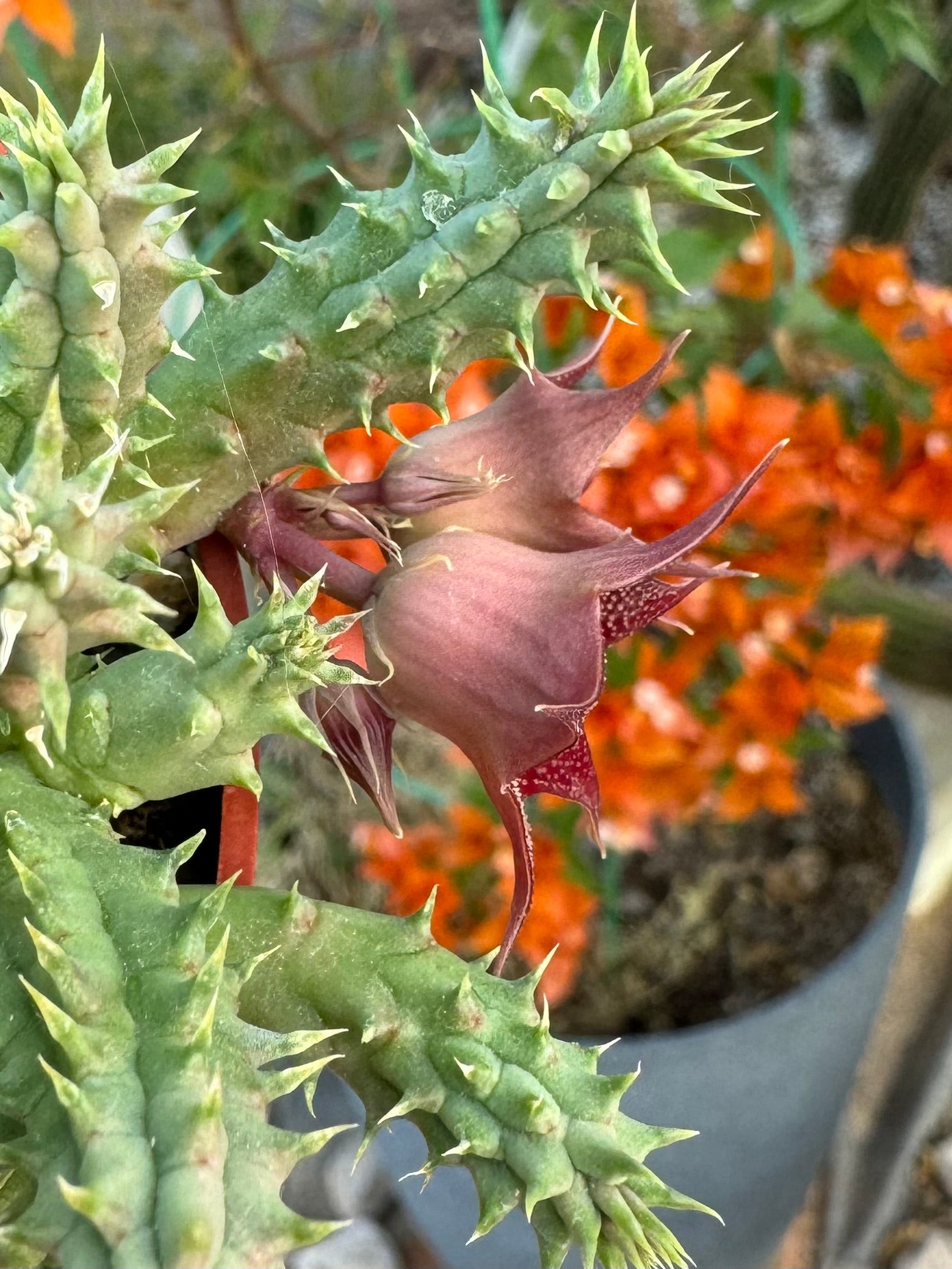 Side-view of the flowers, light pinkish elongated bell shapes on the outside