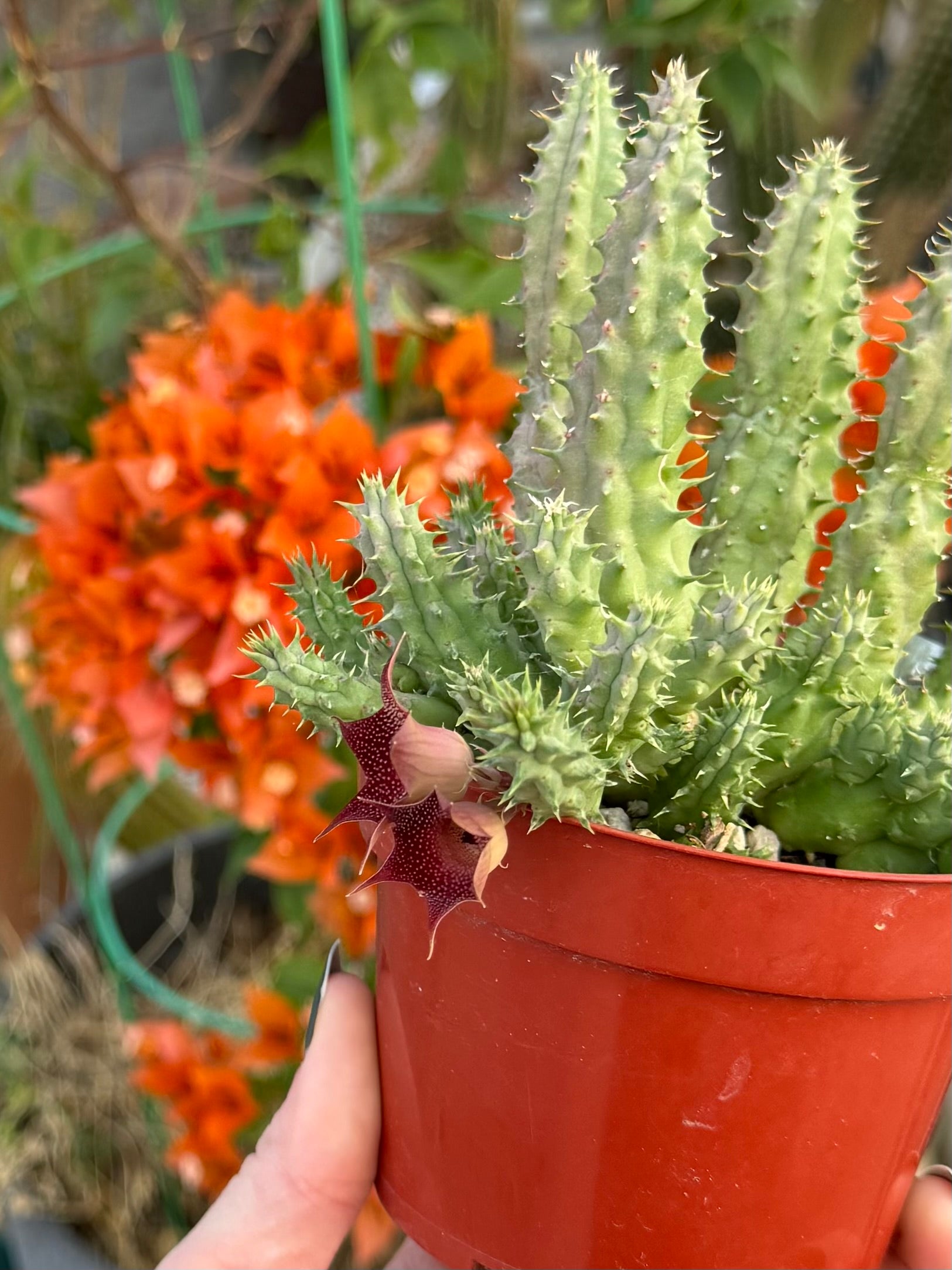 An angled view of the flowers, showing the petals peeled open and away from the center and a light pink and cream colored outside of the bell-shaped flowers.