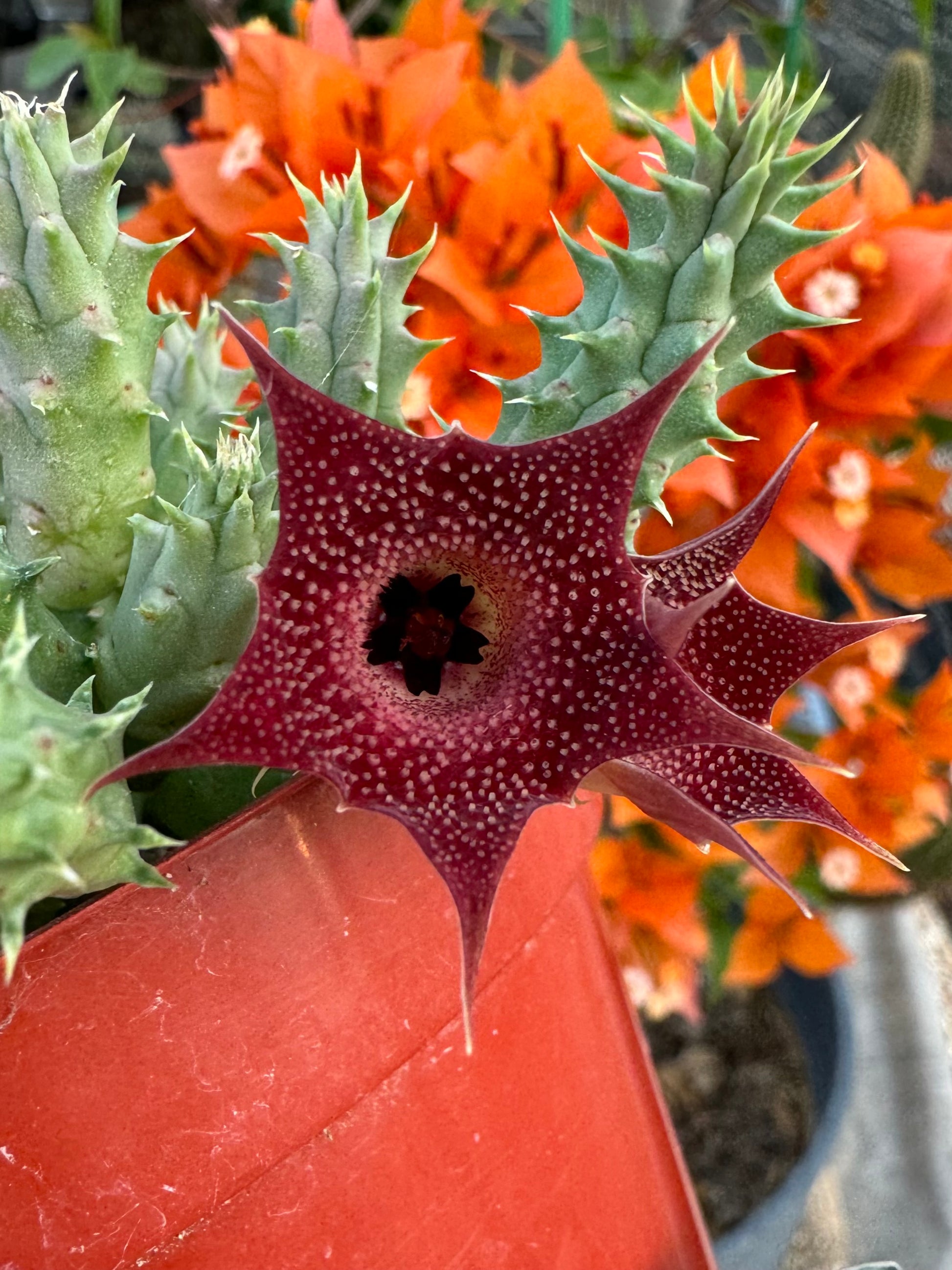 Detail of the flowers on the pilansii, dark red star shapes with a smaller point halfway between the main points of the flower.