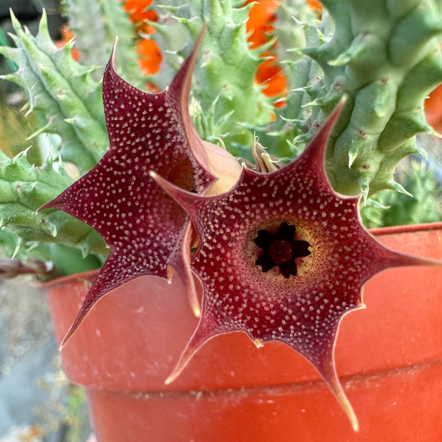 Close view of the flowers on the pilansii, showing the color gradient from maroon-red to cream colored at the center, with petal tips also slightly cram tinted.