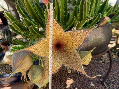 A tape measure held up across an open gigantea flower, measuring over eight inches across