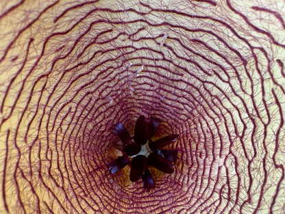 Detail of the center of the flower with several maggots on the surface.