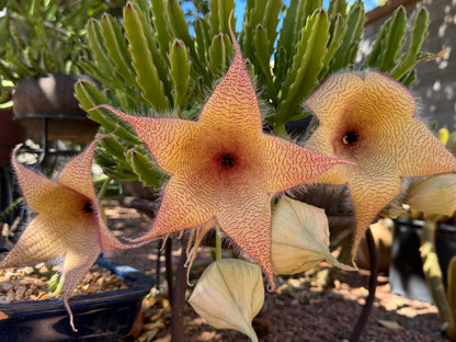 A large stapelia gigantea plant in bloom, with three flowers open and several large balloon-like buds.