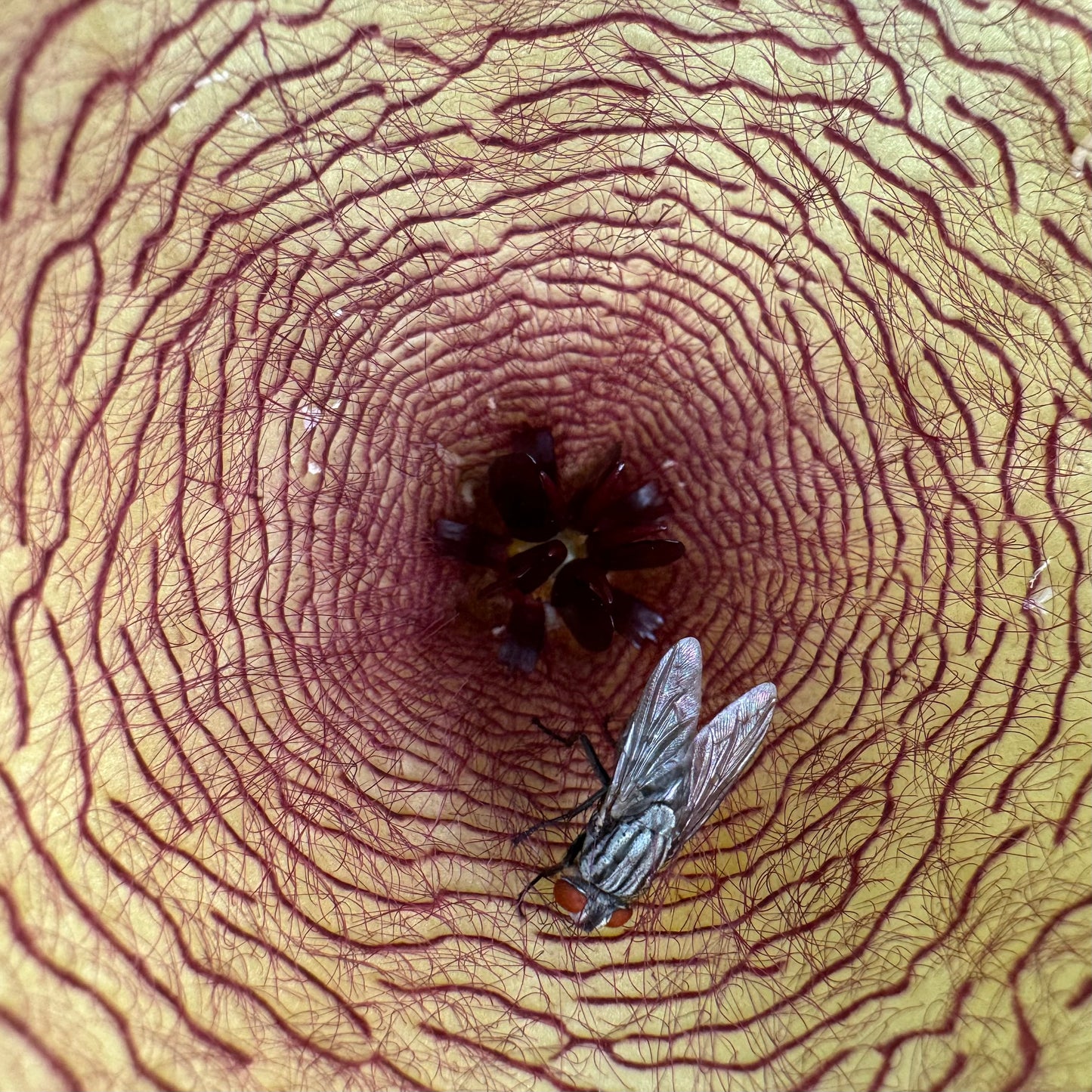 Detail of the center of a gigantea flower with a large fly and maggots