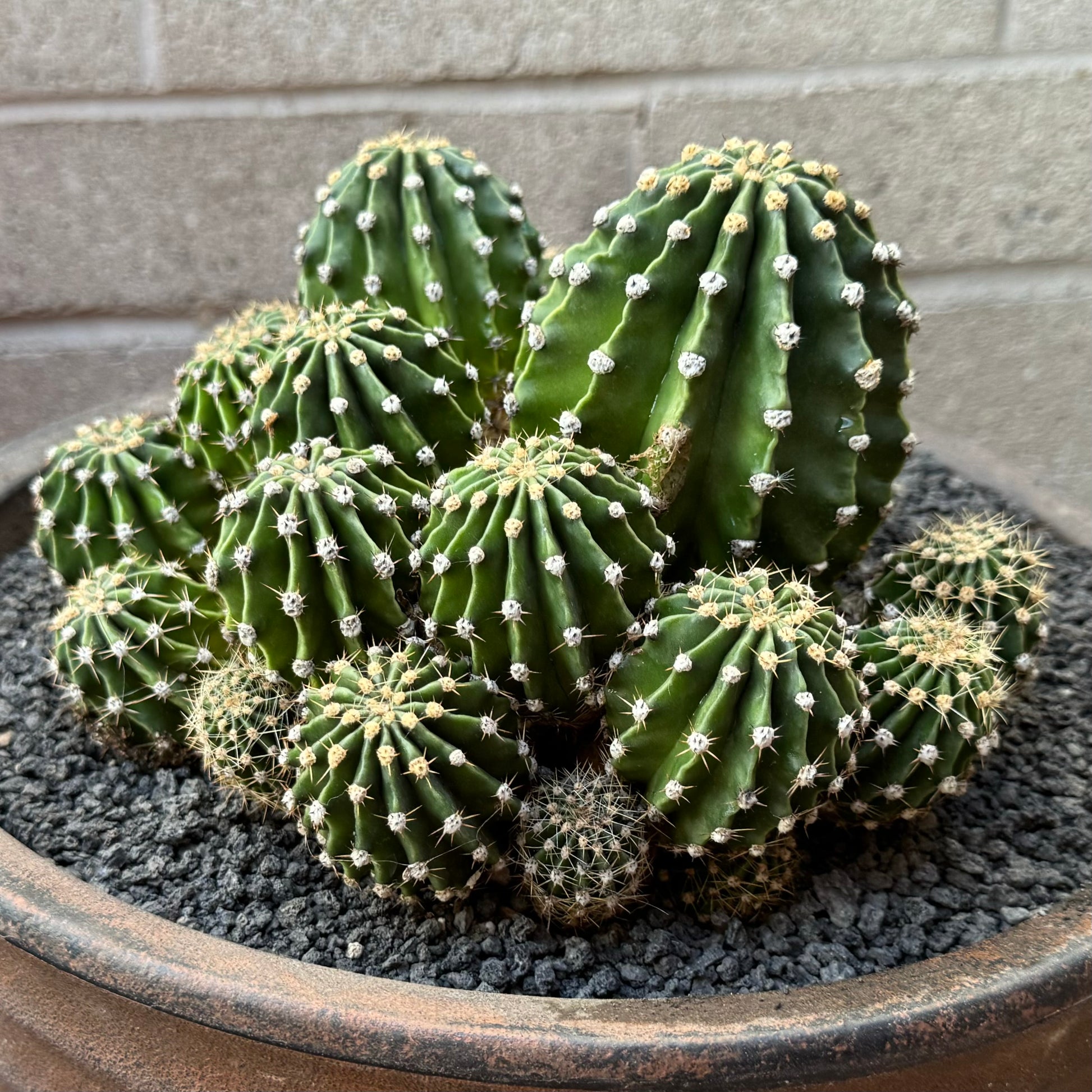 The cactus without flowers, a ridged round form with white areoles spotting them and small spines.