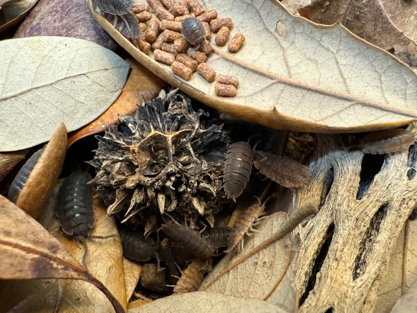 Porcellio Scaber "Calico" Isopod