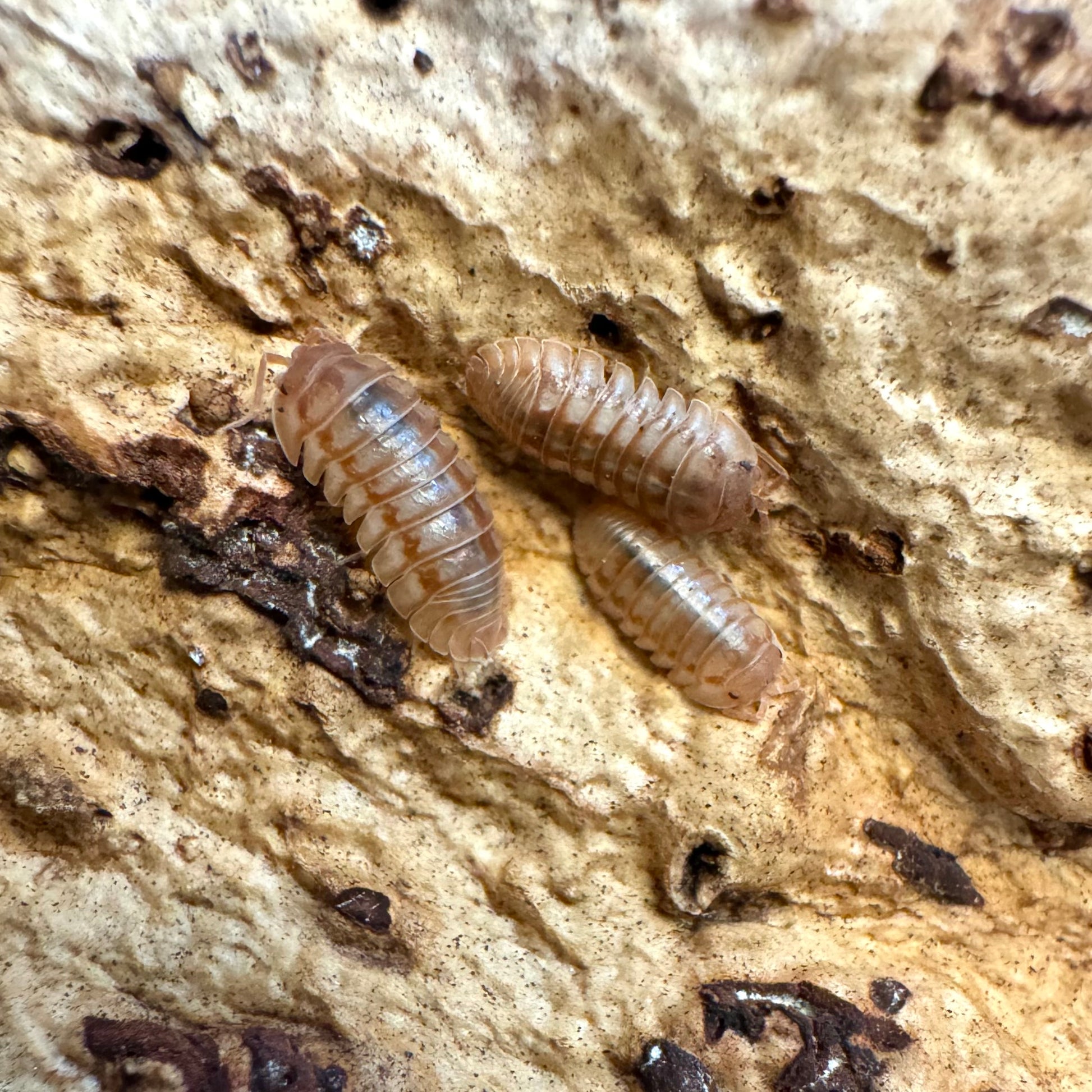 Three peach isopods on cork, with slightly different body coloring.