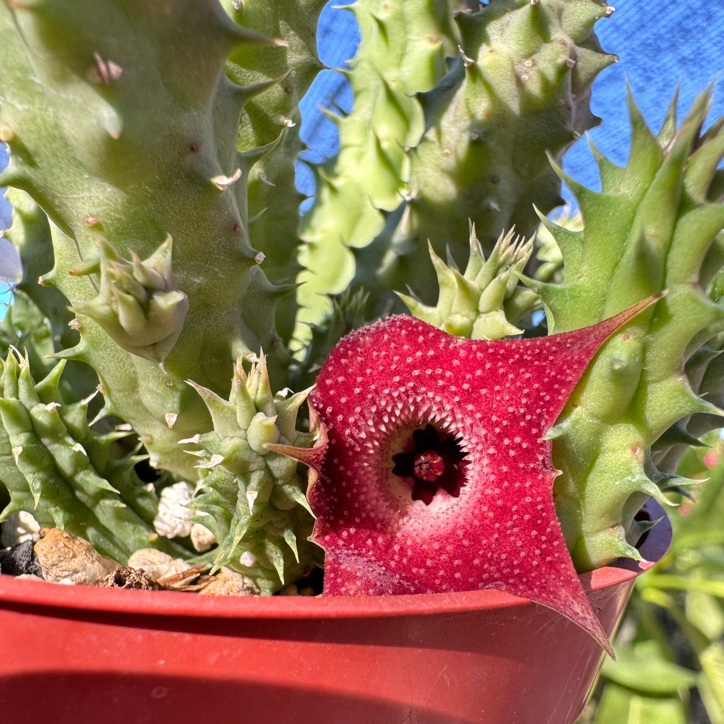 Detail of the pillansii flower in bright sunlight, looking a vibrant maroon red color.