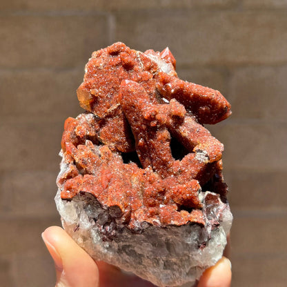 A red quartz cluster in direct sunlight. The specimen has a white quartz base with deep brown-red color on crystals pointed in different directions, with this front side covered in glittering druzy.