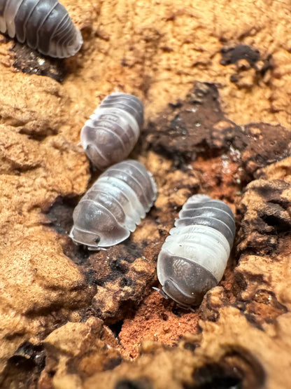 Several panda king isopods on cork bark.