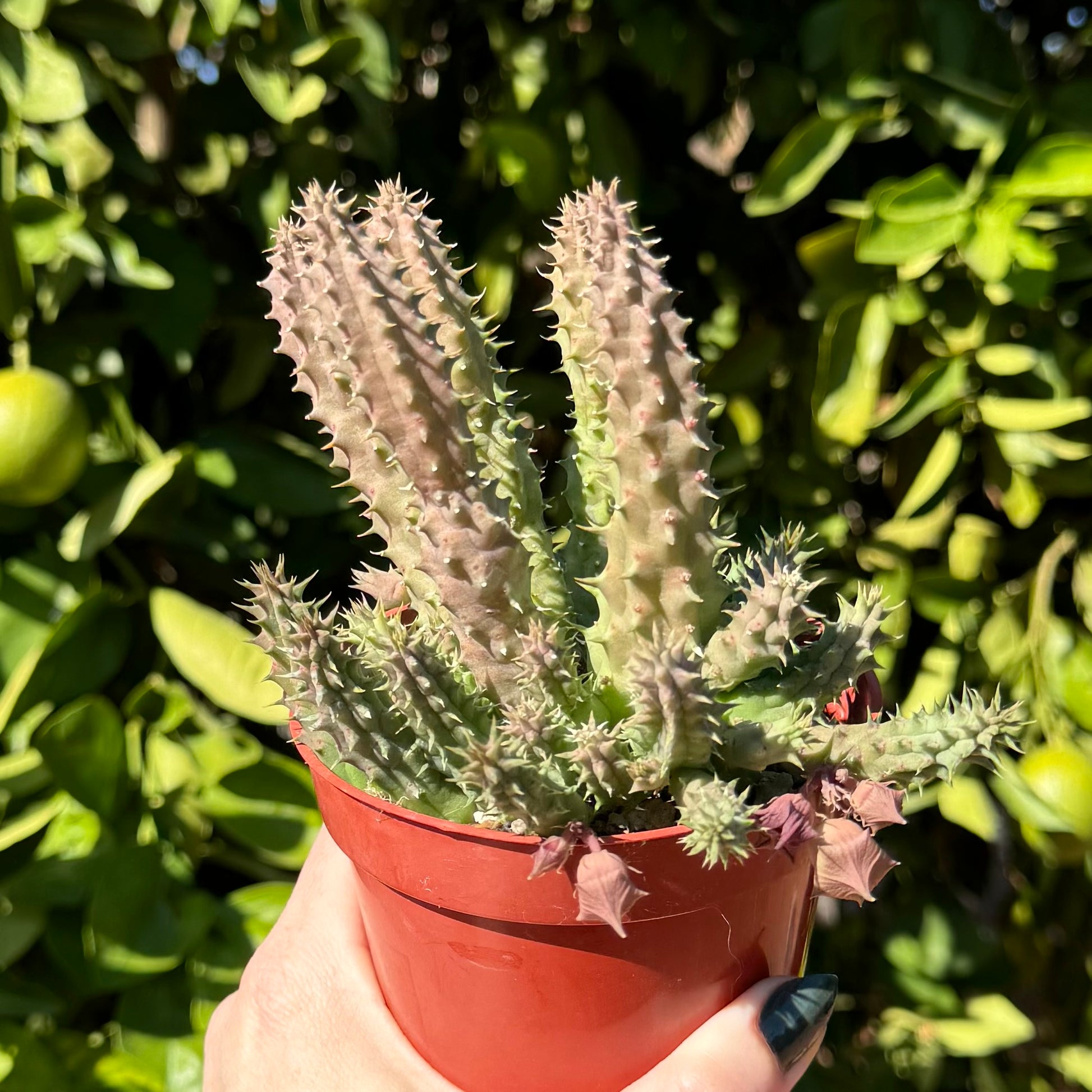 The plant with light purple stress coloration on the top portions of stems