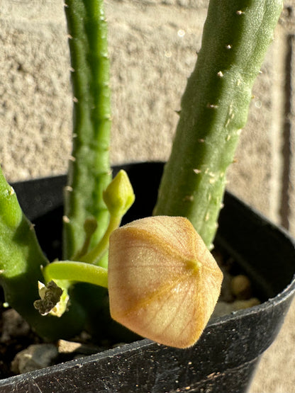 Detail of the divaricata before flowering, an inflated flat wide hexagonal bud.