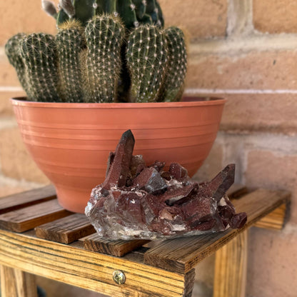 The specimen on a wood plant shelf, with a cactus in the bowl behind it.