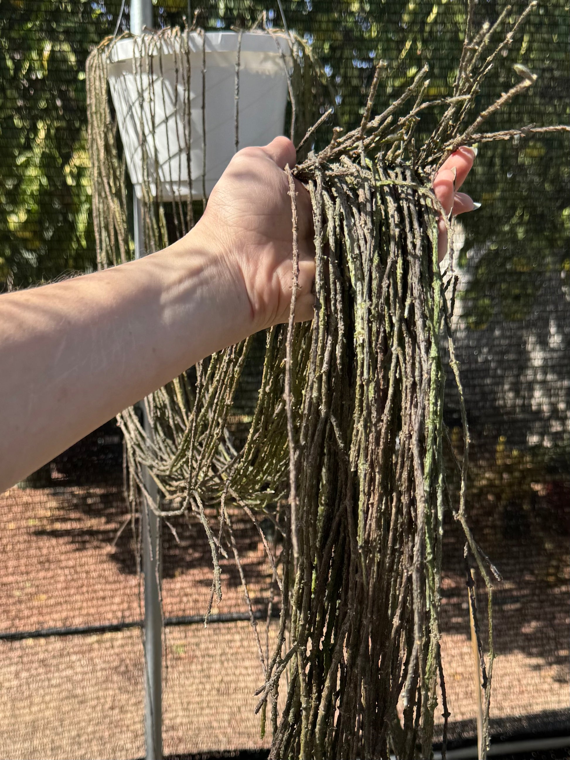 A mature plant in a hanging basket, with the hanging strands held up together and measuring several feet long