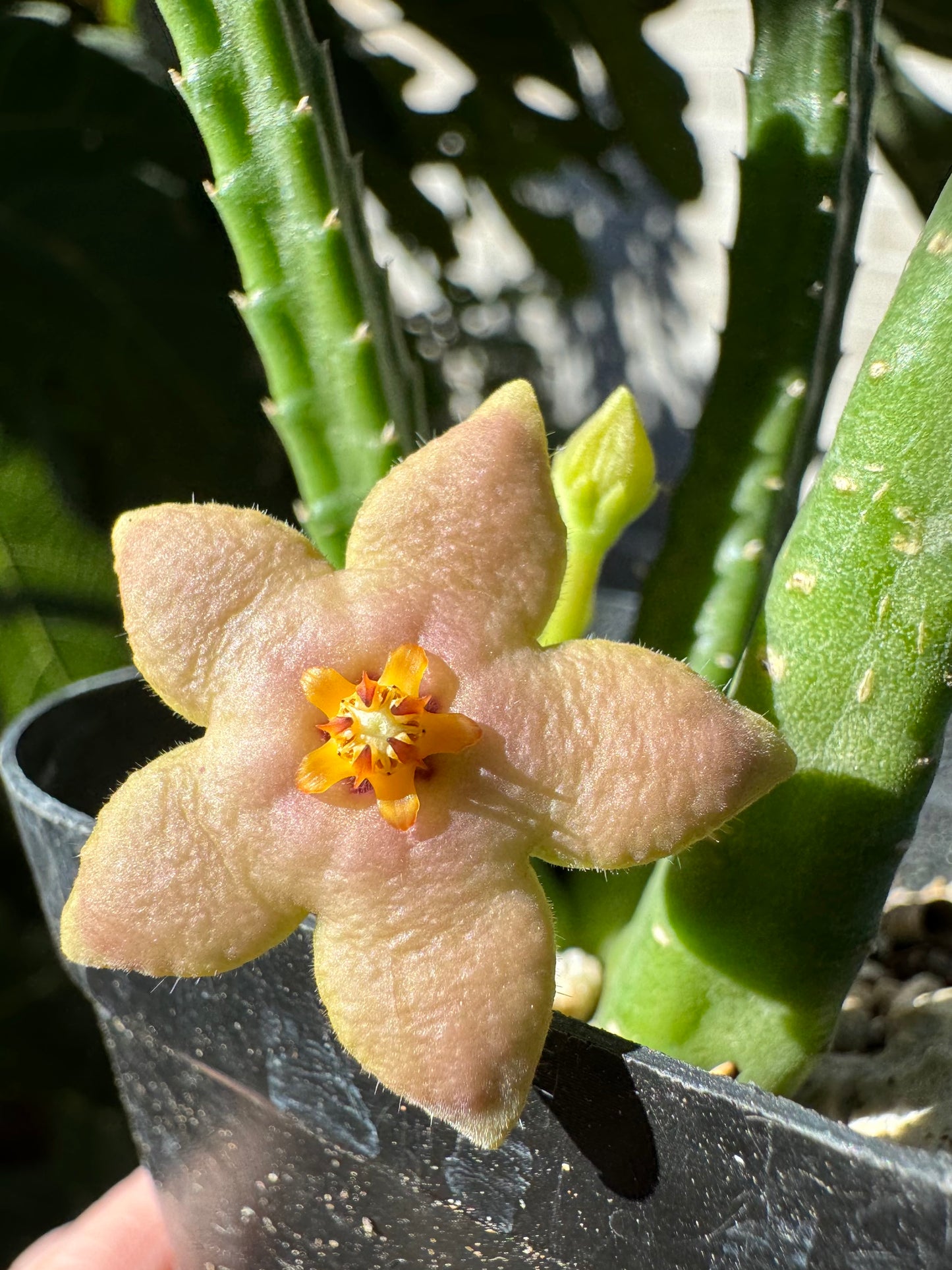 Detail of a Stapelia divaricata flower, a star-like shape in a fleshy light yellow pink color with a yellow center and fine hairs.