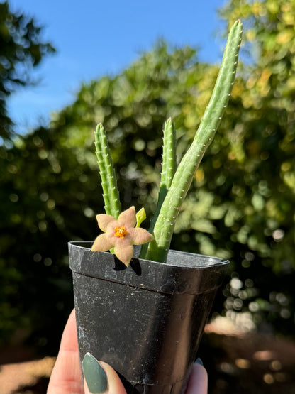 A young divaricata plant with three stems, blooming and with an unopened bud.