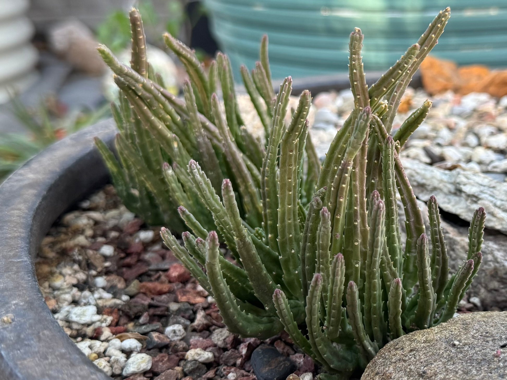 Two mature divaricata plants with snaking thin stems, with pale stress coloration tinting the stems slightly brown and the tips purple