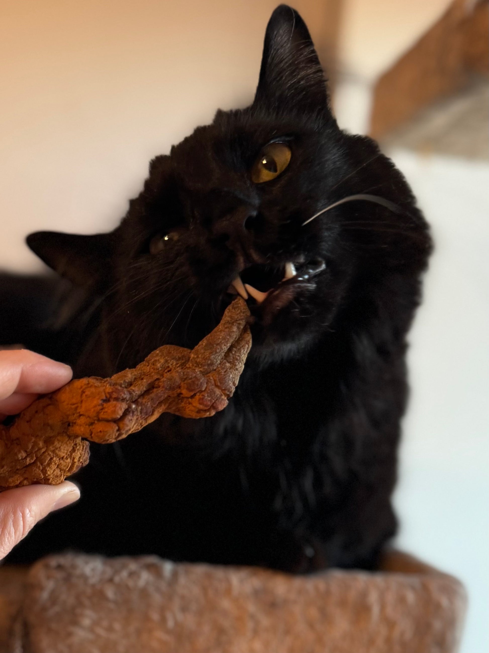 A black cat trying to bite the pointed end of a medium coprolite