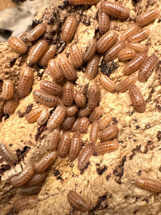 Dozens of 'peach' isopods on the underside of a piece of cork, in group appearing a light peach color with brown markings.