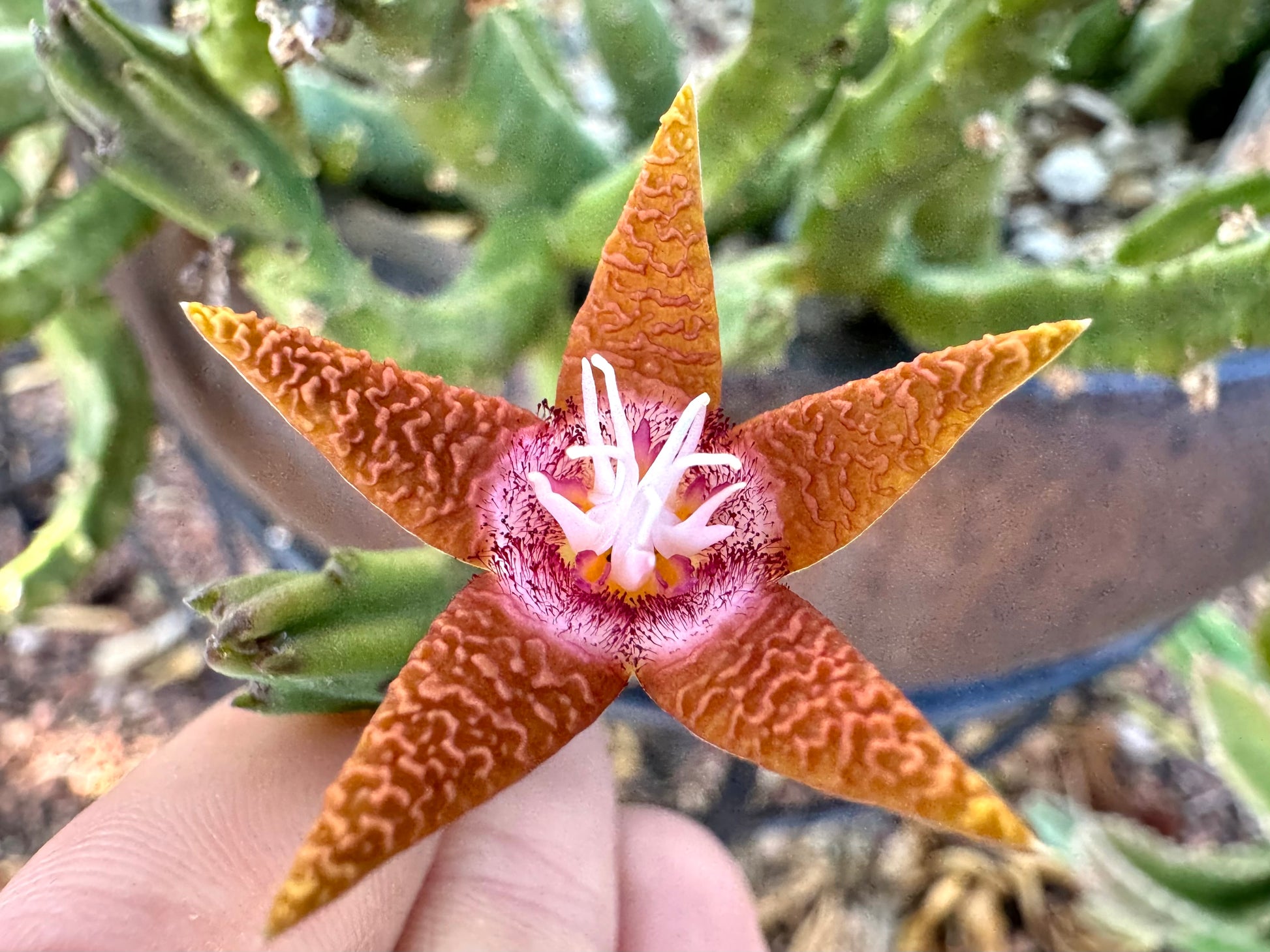 Cold-weather flower color variant, a red-orange tint that fades to yellow at the tips