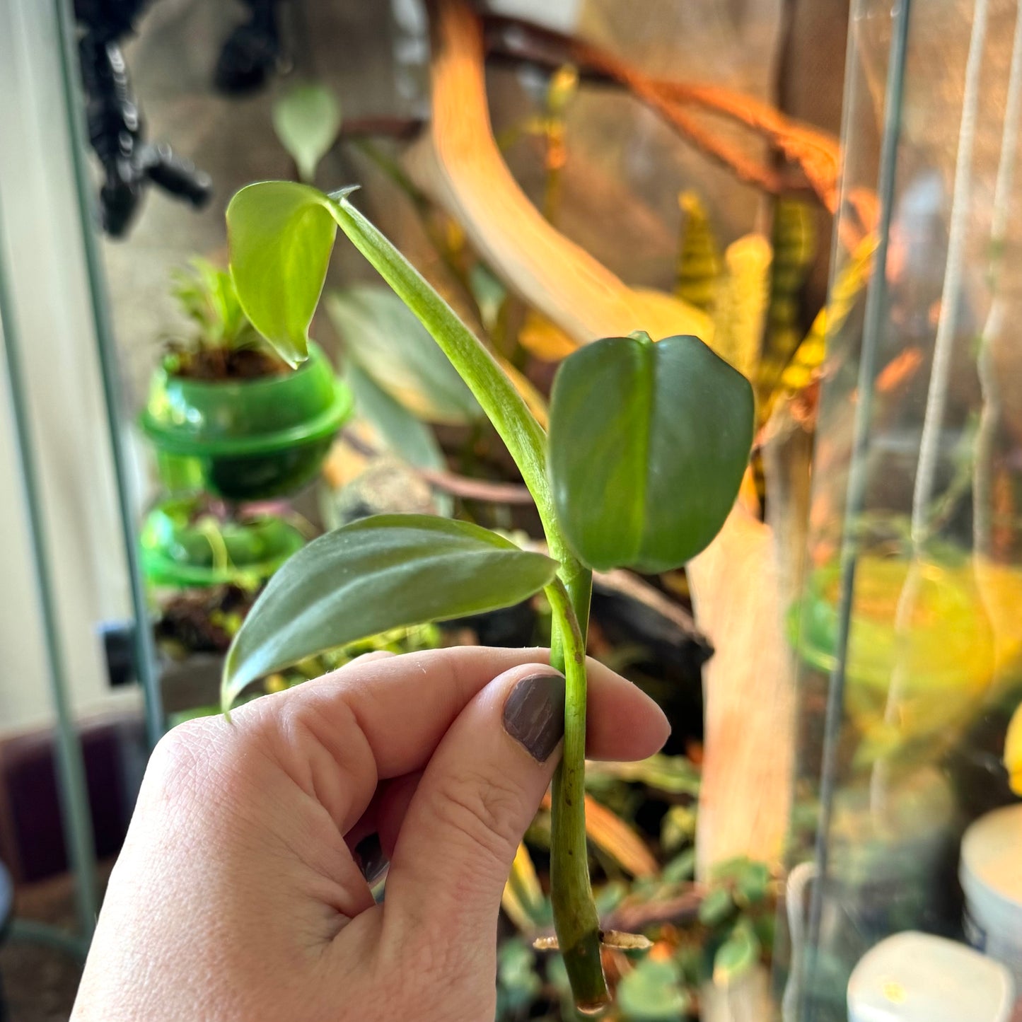 A cutting of the silver sword philodendron with three leaves starting to root