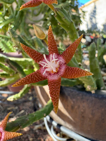 Detail of a six-pointed flavopurpurea flower with red-tinted petals