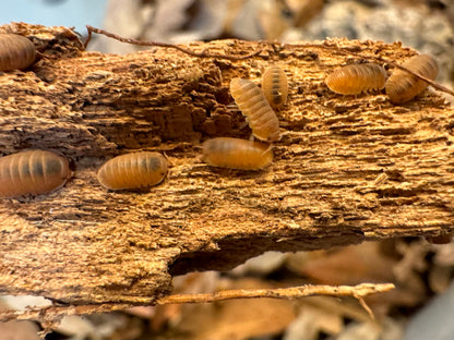 several anemone isopods on a piece of wood, with their color appearing a light orange brown with translucent bodies showing a dark stripe down their back.